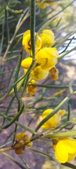 Senna artemisioides
