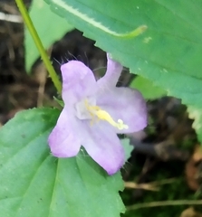 Campanula trachelium