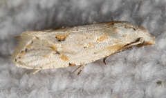 Cochylina