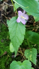 Campanula trachelium