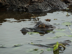 Caiman latirostris