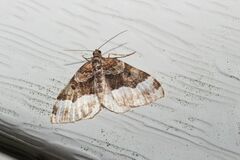 Euphyia intermediata