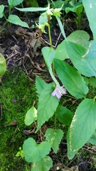 Campanula trachelium