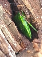 Sinopla perpunctatus