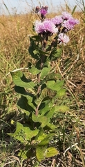 Vernonia baldwinii