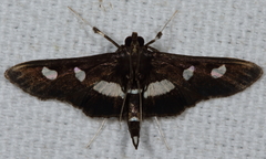Desmia