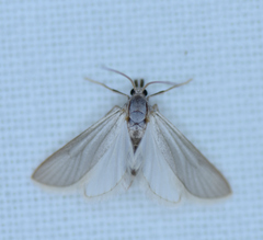 Acentria ephemerella