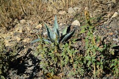 Agave americana