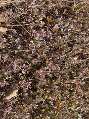 Vaccinium uliginosum