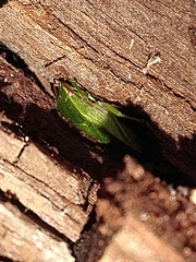 Sinopla perpunctatus