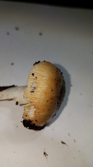 Russula pectinatoides