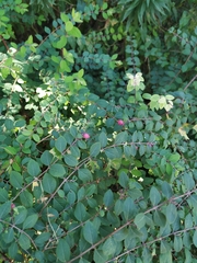 Symphoricarpos orbiculatus