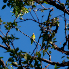 Brotogeris jugularis