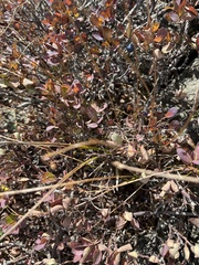 Vaccinium uliginosum