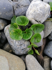 Calystegia soldanella