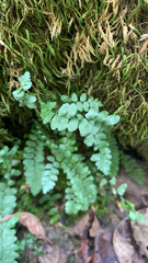 Asplenium