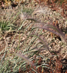 Hordeum jubatum