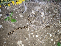 Zamenis scalaris