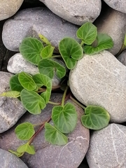 Calystegia soldanella