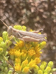 Melanoplus cinereus