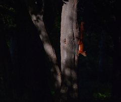 Sciurus granatensis