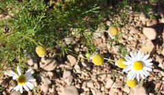 Anthemis cotula