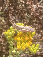 Melanoplus cinereus