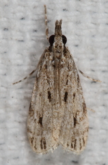 Eudonia strigalis