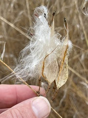 Asclepias fascicularis