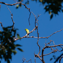 Brotogeris jugularis