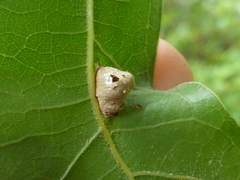 Macrodiplosis majalis