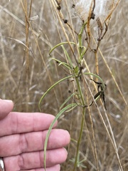 Asclepias fascicularis
