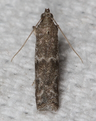 Eurythmia angulella