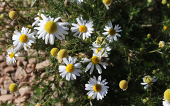 Anthemis cotula
