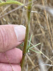 Asclepias fascicularis