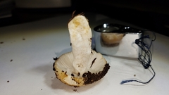 Russula pectinatoides