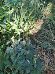 Anemone cylindrica