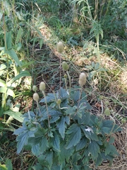 Anemone cylindrica