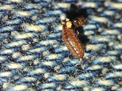 Trichoniscus pusillus