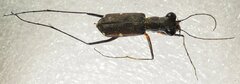 Odontocheila margineguttata