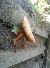 Xerocomellus ripariellus