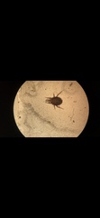 Otodectes cynotis
