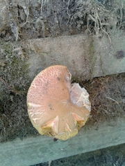 Xerocomellus ripariellus