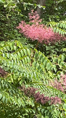 Aralia