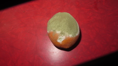 Penicillium