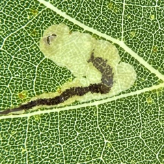 Stigmella populetorum