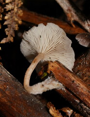 Singerocybe