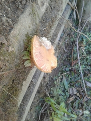 Xerocomellus ripariellus