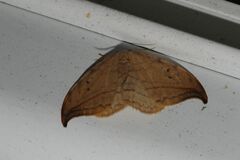 Drepana arcuata