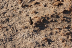 Cicindela hirticollis